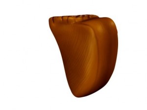 brain 3D Model