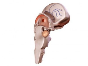brain 3D Model