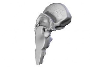 brain 3D Model
