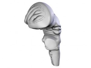 brain 3D Model