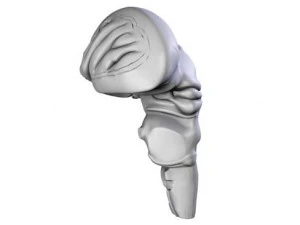 brain 3D Model