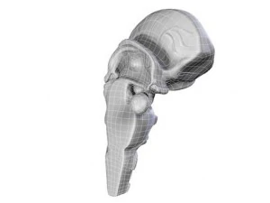 brain 3D Model