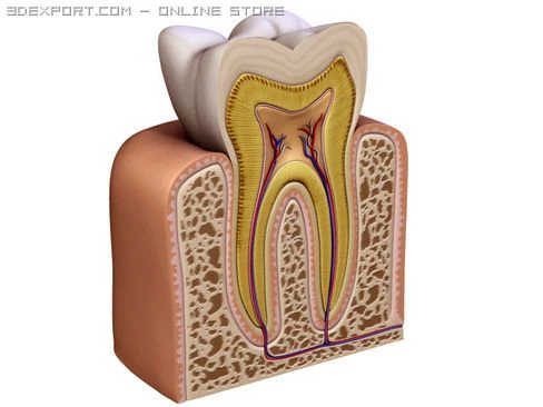 tooth 3D Model .c4d .max .obj .3ds .fbx .stl .blend 