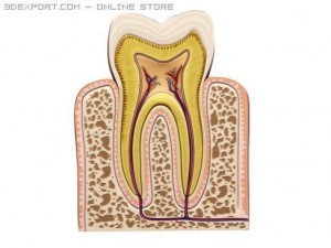 tooth 3Dモデル