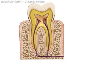 tooth 3D Model