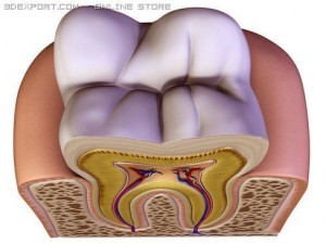tooth 3Dモデル