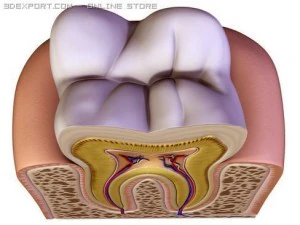 tooth 3D Model