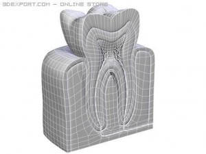tooth 3Dモデル