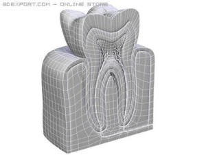 tooth 3D Model