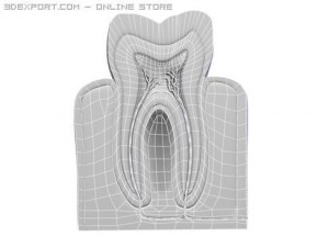 tooth 3Dモデル