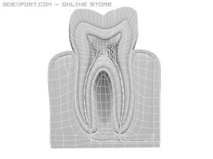 tooth 3D Model