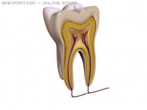 tooth 3Dモデル