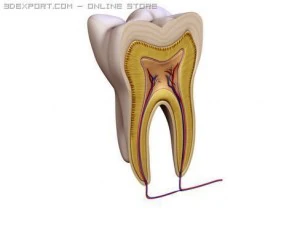 tooth 3D Model