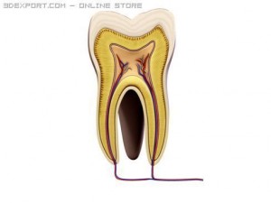 tooth 3Dモデル