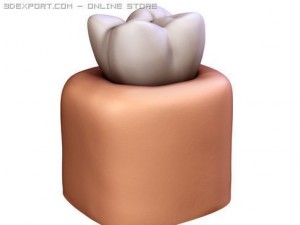 tooth 3Dモデル