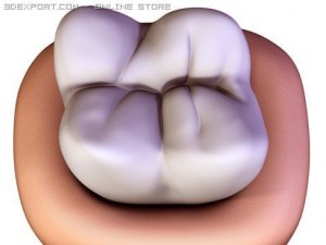 tooth 3Dモデル