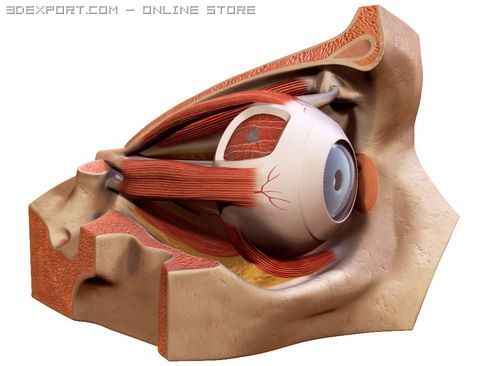 eye Modèle 3D .c4d .max .obj .3ds .fbx .stl .blend