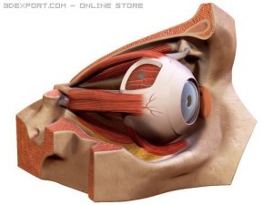 eye 3Dモデル