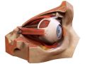 eye Modelo 3D