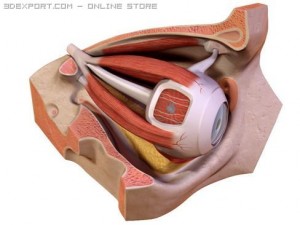 eye Modèle 3D