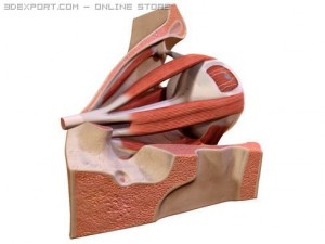 eye Modèle 3D