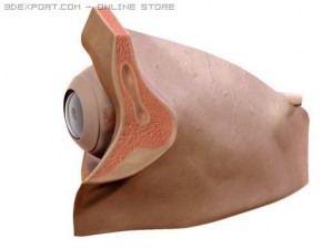 eye Modèle 3D