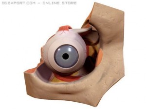 eye Modèle 3D
