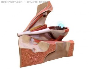 eye Modèle 3D