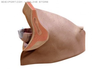 eye Modèle 3D