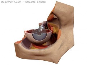 eye Modèle 3D