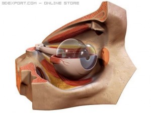 eye Modèle 3D