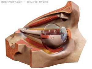 eye Modèle 3D