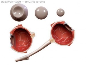 eye Modèle 3D