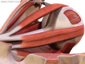 eye Modèle 3D
