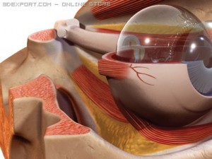 eye Modèle 3D