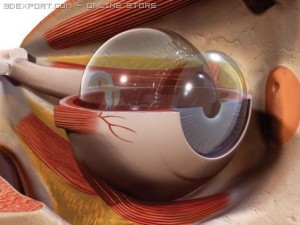 eye Modèle 3D