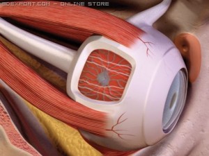 eye Modèle 3D