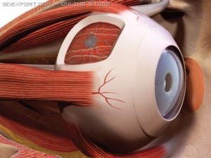 eye Modèle 3D