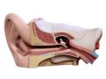 ear Modelo 3D