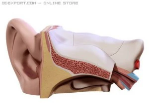 ucho Model 3D