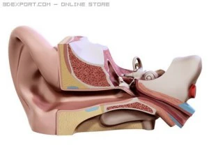 ucho Model 3D