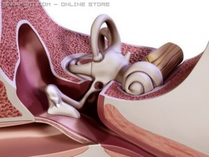 ear 3D Модель