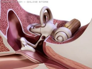 ucho Model 3D