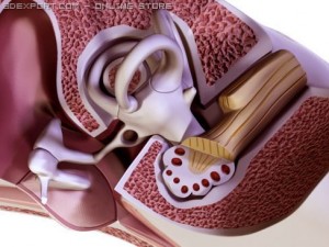 ear 3D Модель