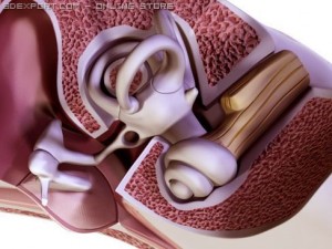 ear 3D Модель