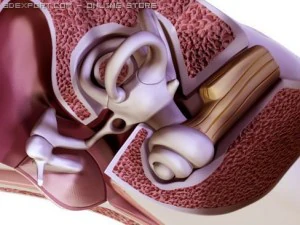 ucho Model 3D