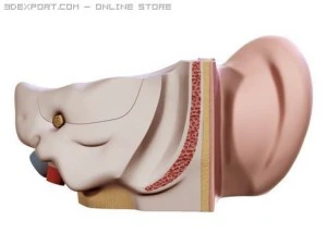 ucho Model 3D