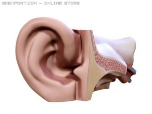 ear 3D Модель
