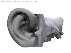 ear 3D Модель
