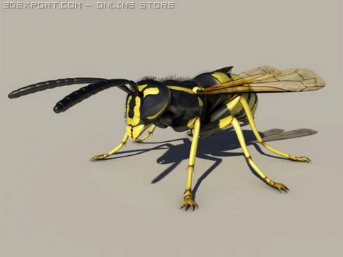 wasp 3D Model .c4d .max .obj .3ds .fbx .stl .blend